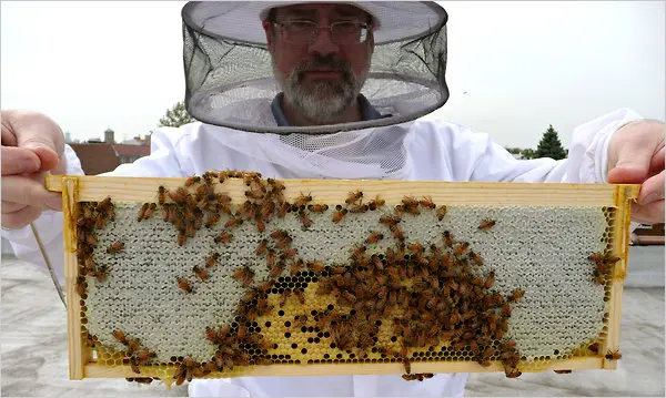 Beekeeping-Tools